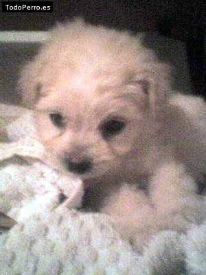 Foto del perro Terry