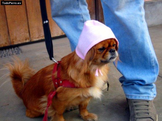 Foto del perro Mossy