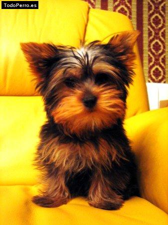 Foto del perro Shusy