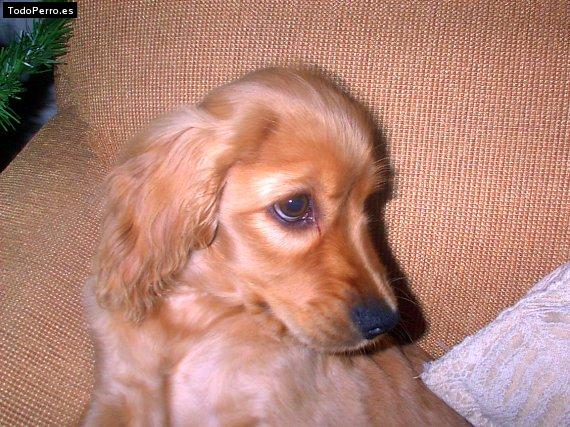 La foto del perro Wanda Foto del perro Wanda