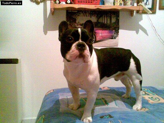 La foto del perro Kenzo Foto del perro Kenzo