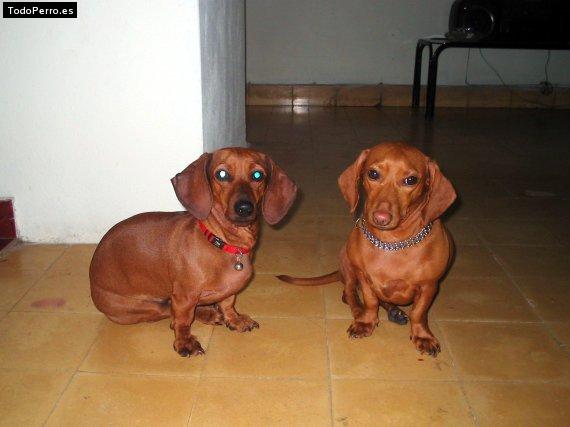 Foto del perro China y susi