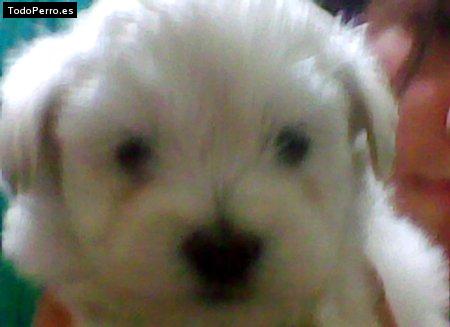 La foto del perro Chugo Foto del perro Chugo