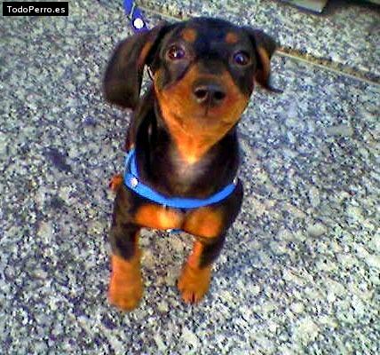 Foto del perro Romeo