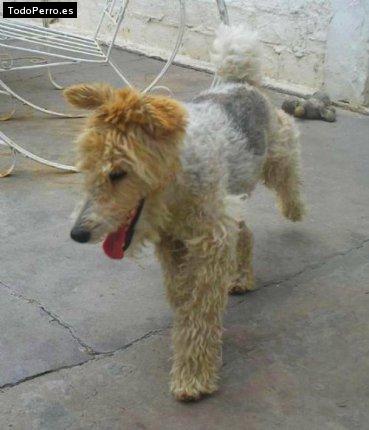Foto del perro Erin