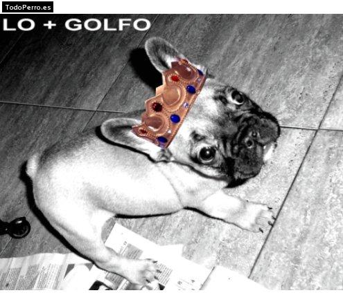 La foto del perro Golfo Foto del perro Golfo