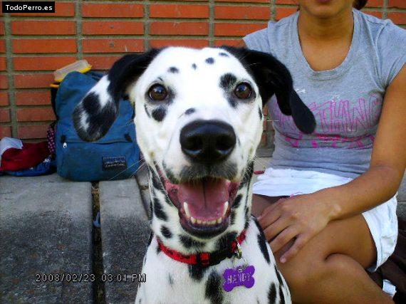 Foto del perro Mandy