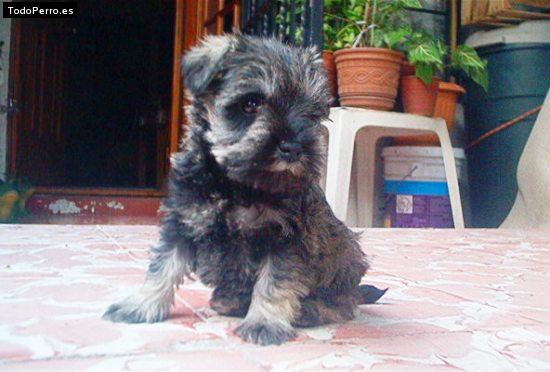 La foto del perro Gala Foto del perro Gala