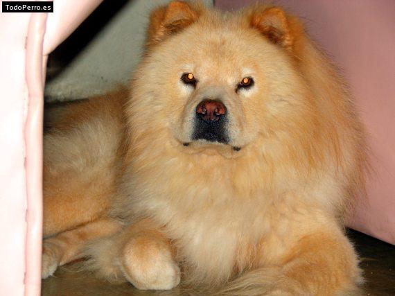 La foto del perro Junior Foto del perro Junior