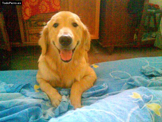 Foto del perro Barbie 