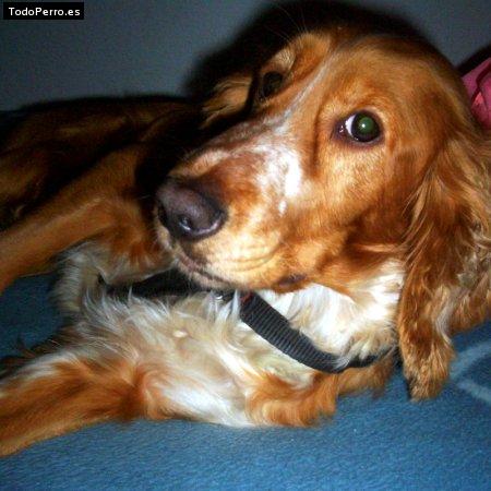 La foto del perro Leo Foto del perro Leo