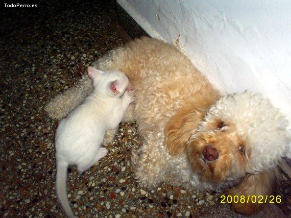 Foto del perro Sasha
