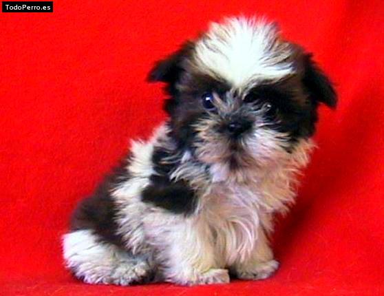 Foto del perro Tobias