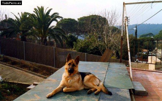 La foto del perro Garry Foto del perro Garry