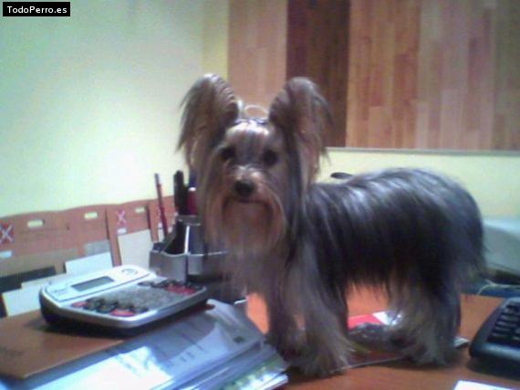 La foto del perro