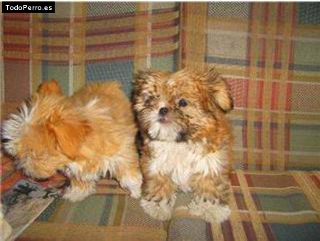 Foto del perro Sabrina y rubi