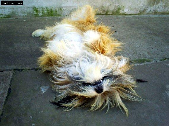 La foto del perro Pancho Foto del perro Pancho