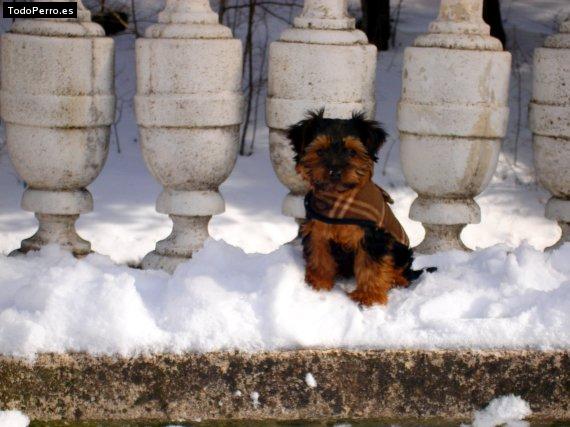 Foto del perro Duque