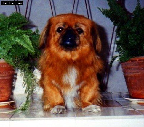 Foto del perro Colita