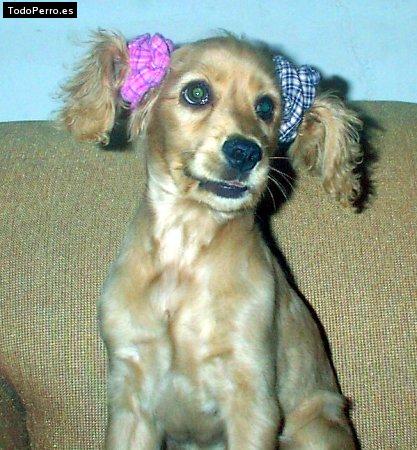 La foto del perro Wandiux Foto del perro Wandiux