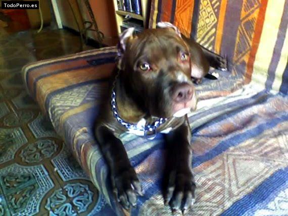 Foto del perro Memphis