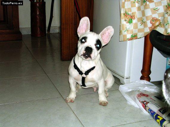 La foto del perro Golfo Foto del perro Golfo