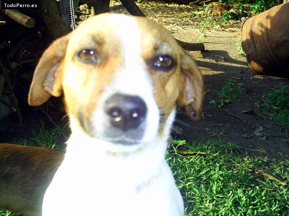 La foto del perro Muñeca Foto del perro Muñeca