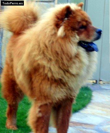 La foto del perro Chacho Foto del perro Chacho