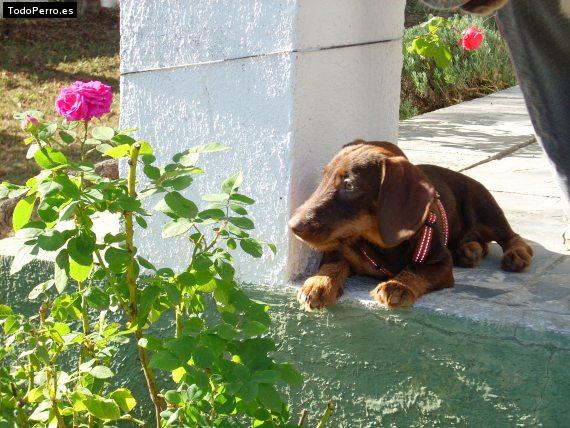 Foto del perro Rash