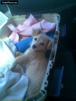 Foto del perro Brandy