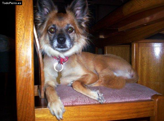 La foto del perro Camila Foto del perro Camila