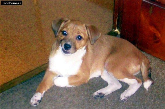 La foto del perro Queen Foto del perro Queen