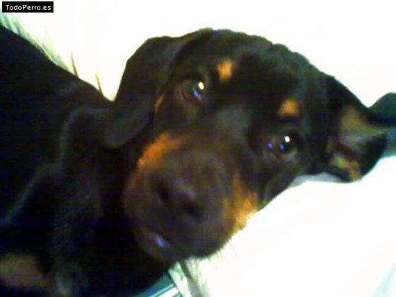 La foto del perro Coqui Foto del perro Coqui