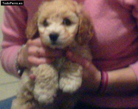 La foto del perro Goldie Foto del perro Goldie