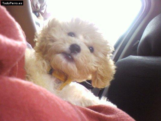 La foto del perro Cloe Foto del perro Cloe