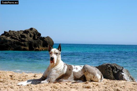 Foto del perro Rasca