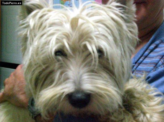 Foto del perro Willy