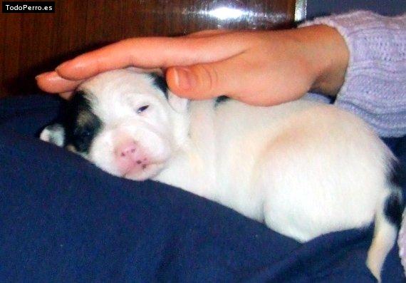 Foto del perro Sasha