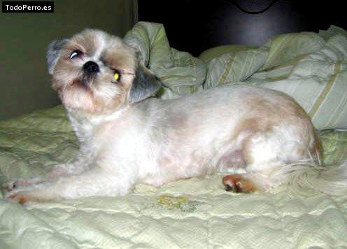 Foto del perro Merlin