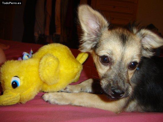 Foto del perro Shaki