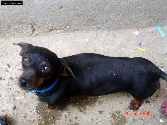 Foto del perro Mina