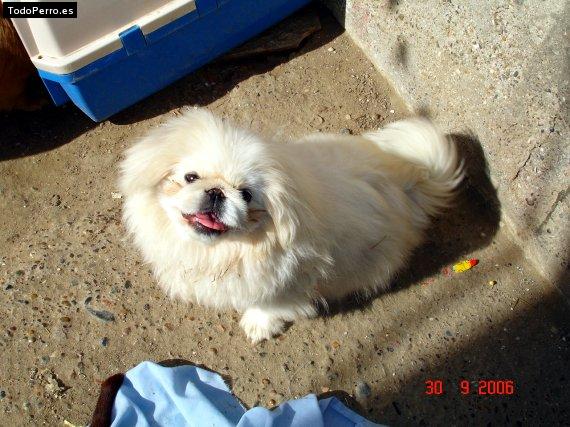 Foto del perro Conchita