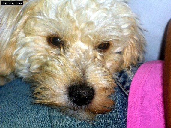 Foto del perro Cookie