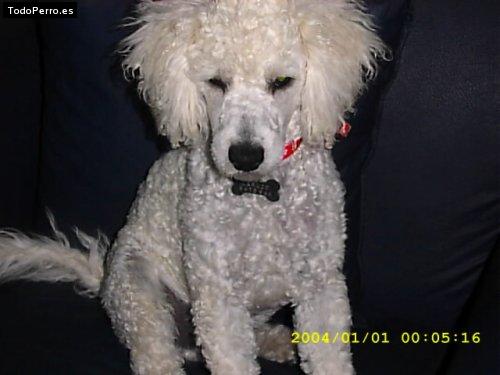 Foto del perro Caruzo