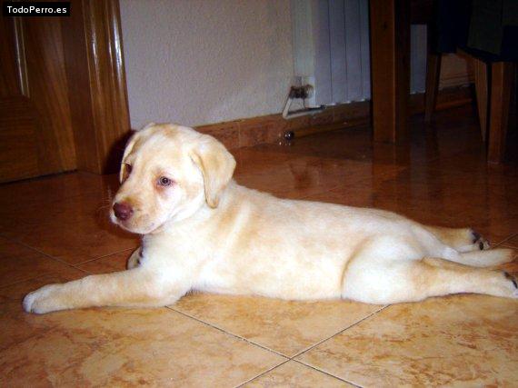 Foto del perro Aran