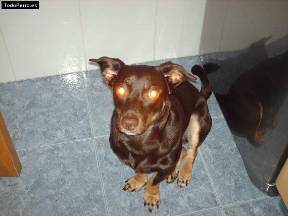 La foto del perro Pulgui Foto del perro Pulgui