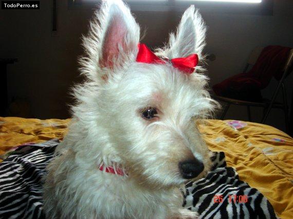 Foto del perro Bella