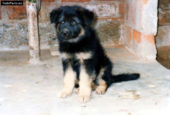 La foto del perro Ghost Foto del perro Ghost