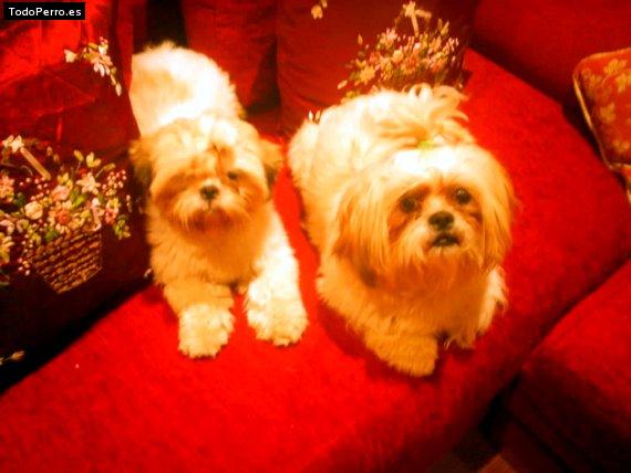 Foto del perro Tito