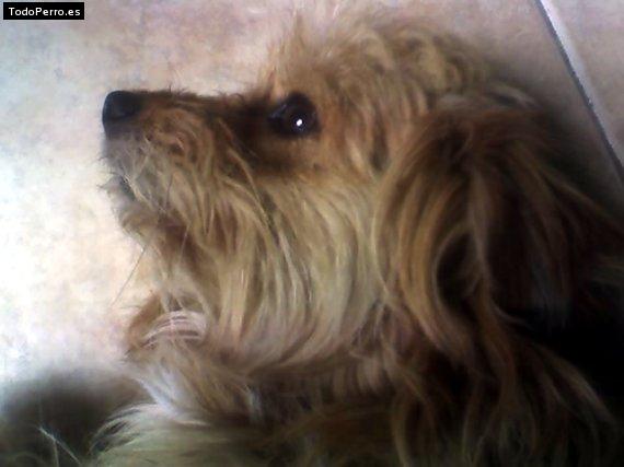 La foto del perro Popea Foto del perro Popea